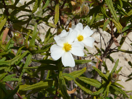 Cistaceae della Riserva Naturale Orientata Torre Salsa